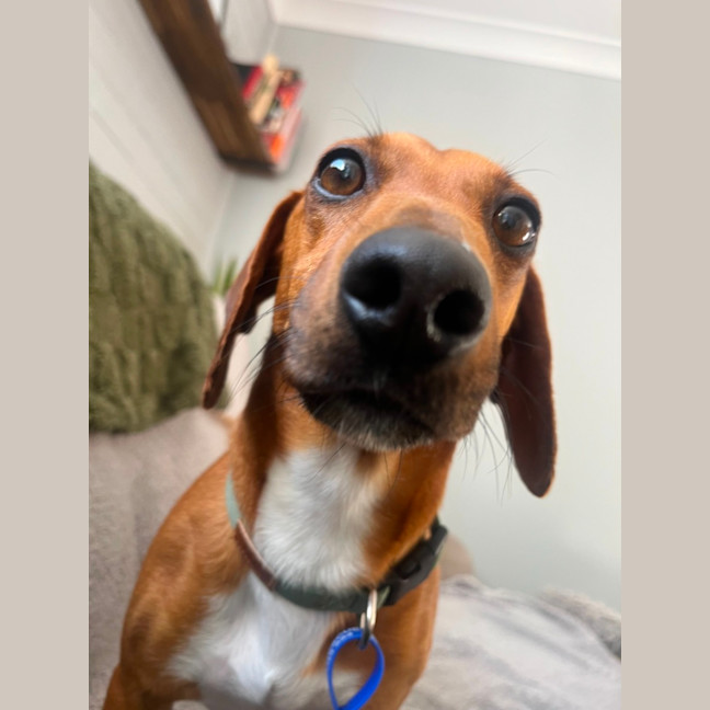 Photo of Happy   2 Year Old Dachshund X