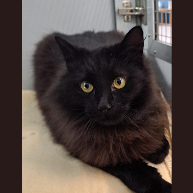 Photo of Stormy