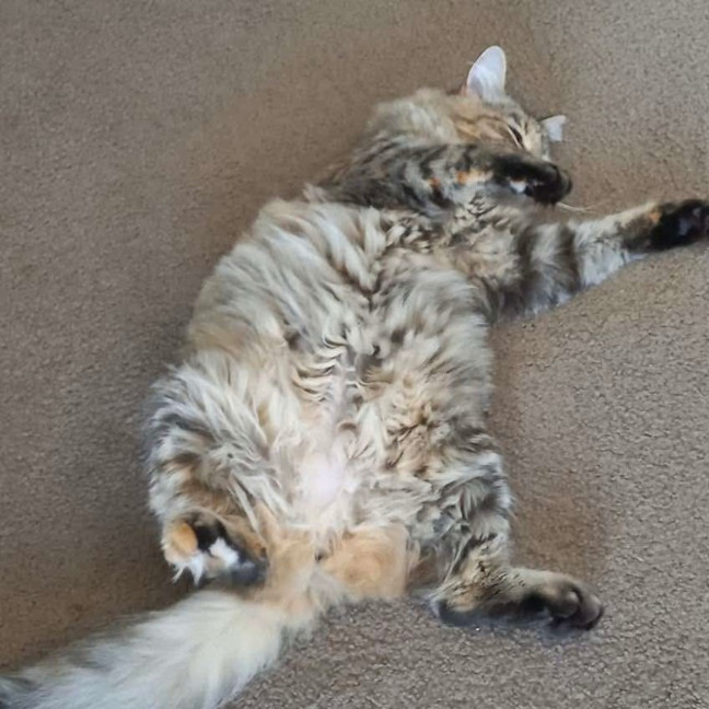 Photo of Myla 💕💕😽