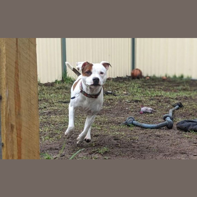 Photo of Bohdi
