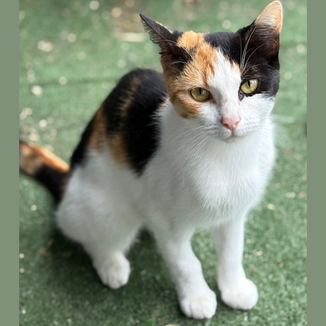 Photo of Kit Kat (And Cashew)