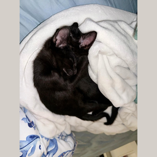 Photo of Quinoa And Sandwich