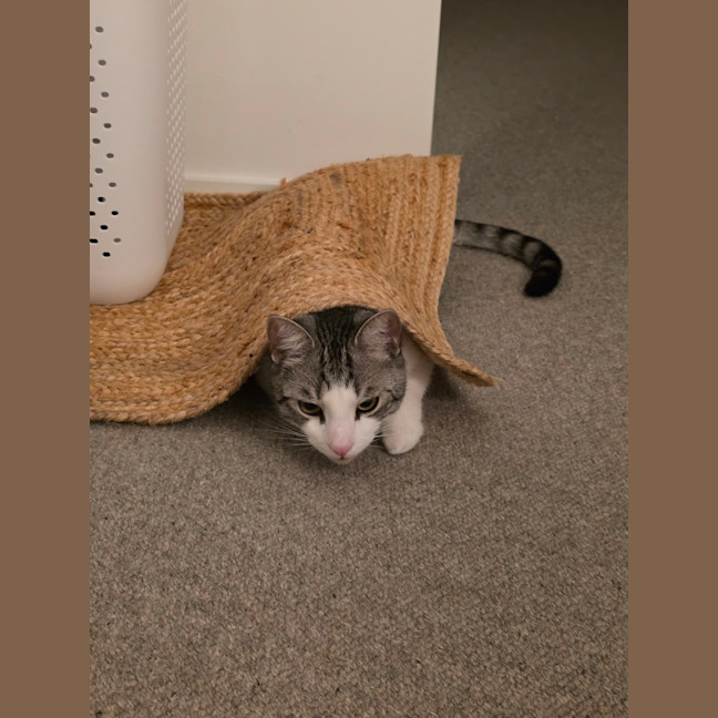 Photo of Cassian   In Foster Care In Melbourne