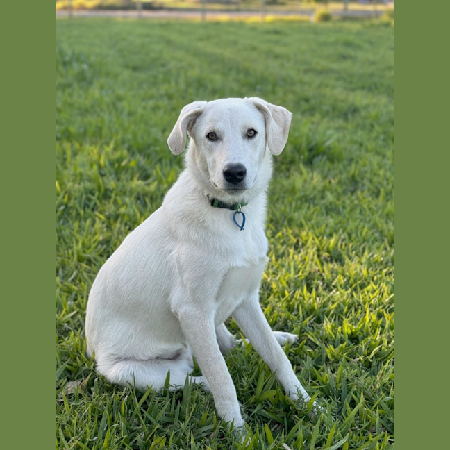 Photo of Bodhi *$350 Adoption Fee*