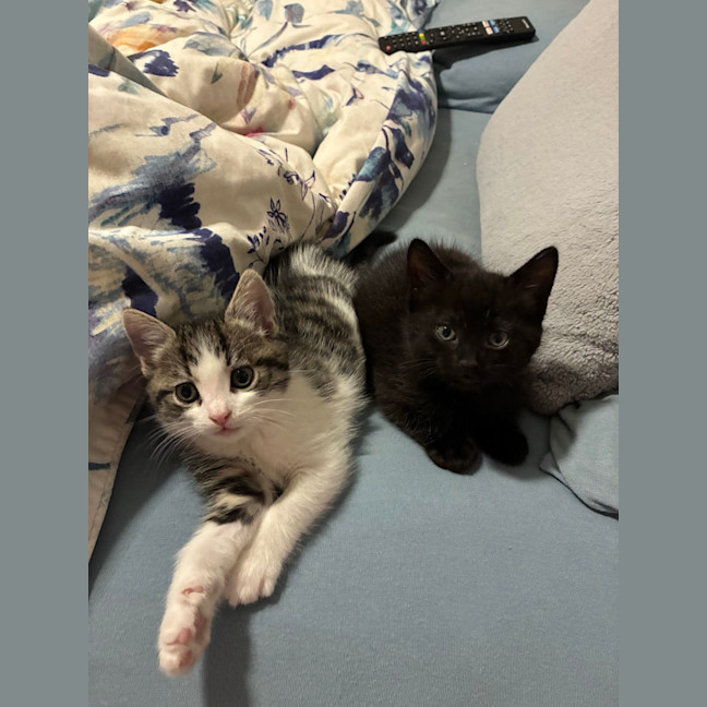 Photo of Eli & Salem   9 Week Old Domestic Short Hair