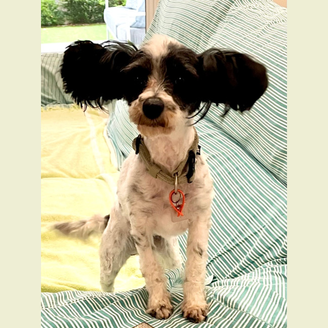 Photo of Lovely Penelope