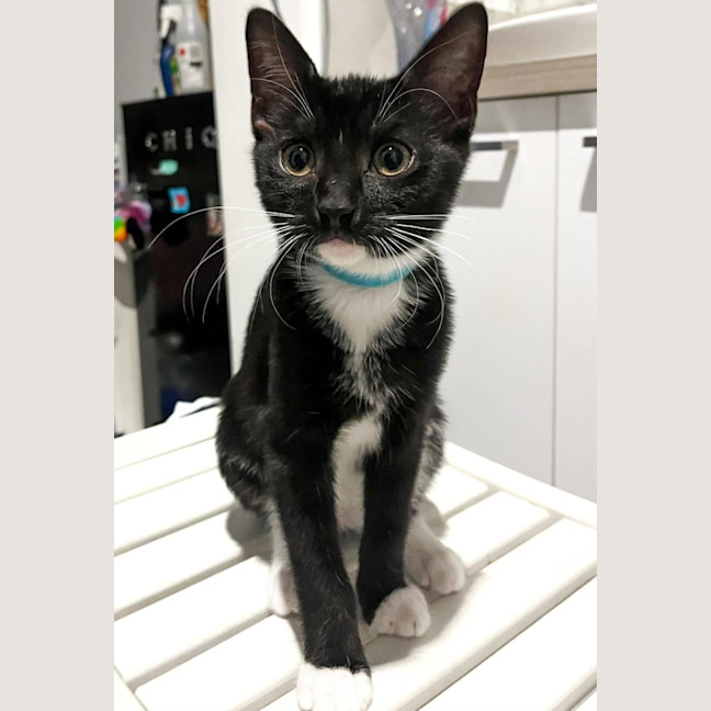 Photo of Tux