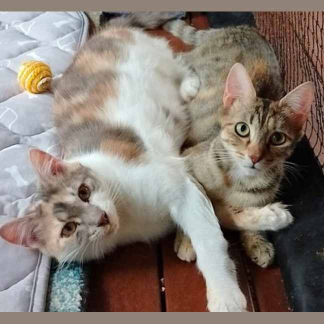 Photo of Juniper & Samaya 💜