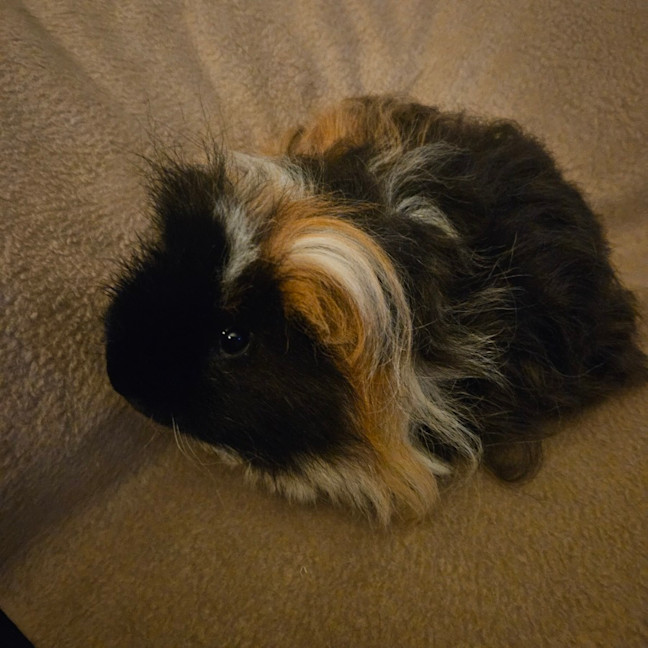 Photo of Ollie