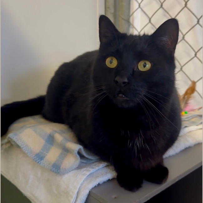 Photo of Salem