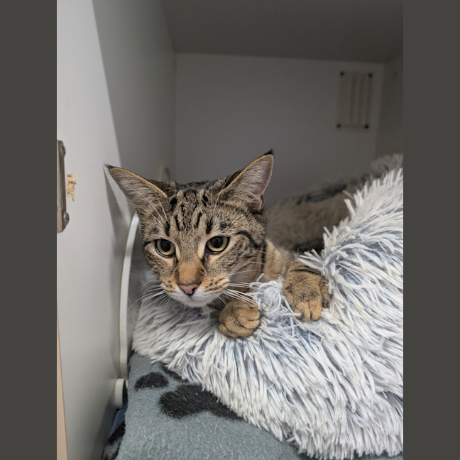 Photo of Louie