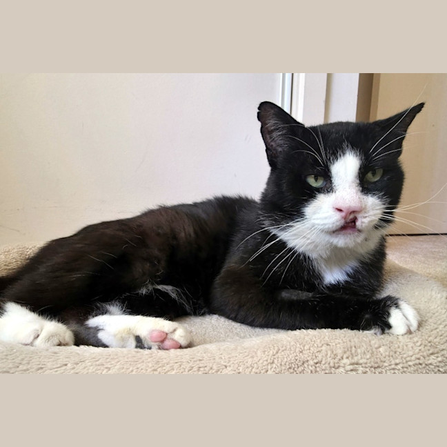 Photo of Alfonze Sta015011