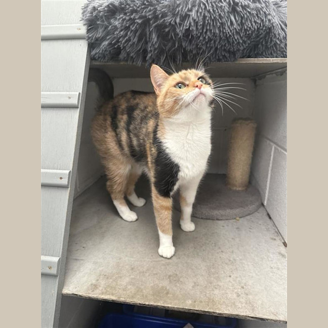 Photo of Butterscotch