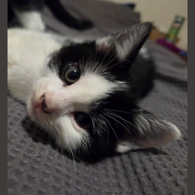 Photo of Kitkat
