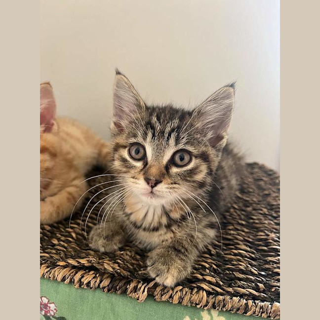 Photo of Cleo