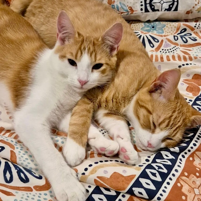 Photo of 💜 Nutmeg 💜