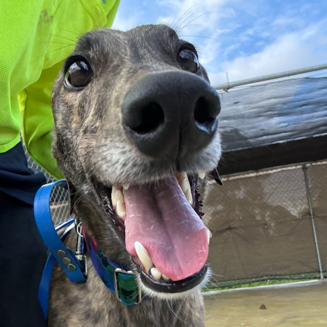 Photo of Nadja The Greyhound