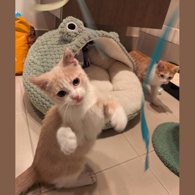 Photo of Mochi & Maple * 9 Lives Project Rescue*