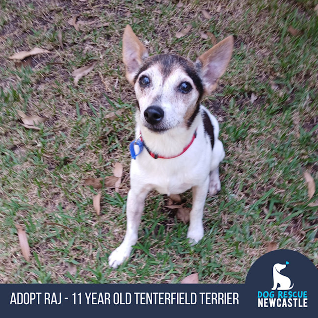 Photo of Raj   11 Year Old Tenterfield Terrier