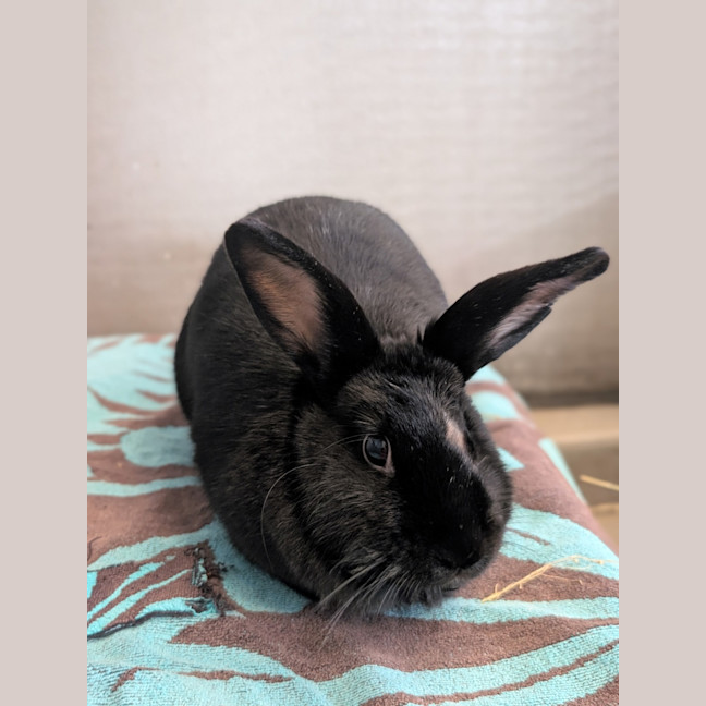 Photo of Chippy