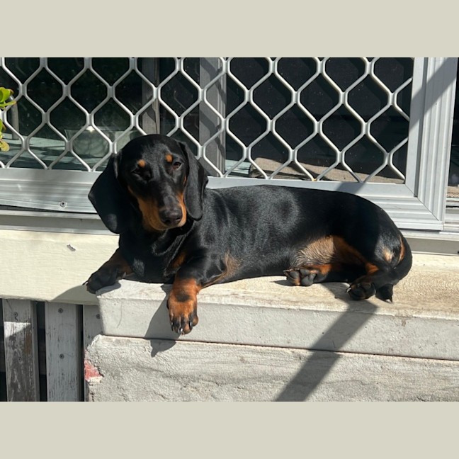 Photo of Ted   7 Month Old Dachshund