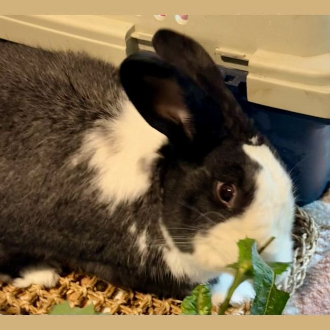 Photo of Fantastic Ori