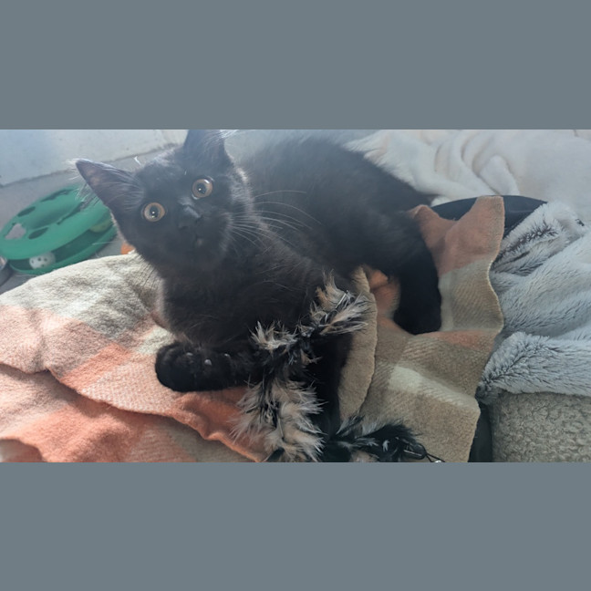 Photo of Toothless