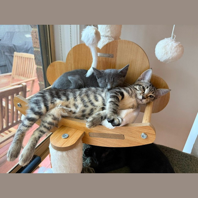 Photo of Little Foot