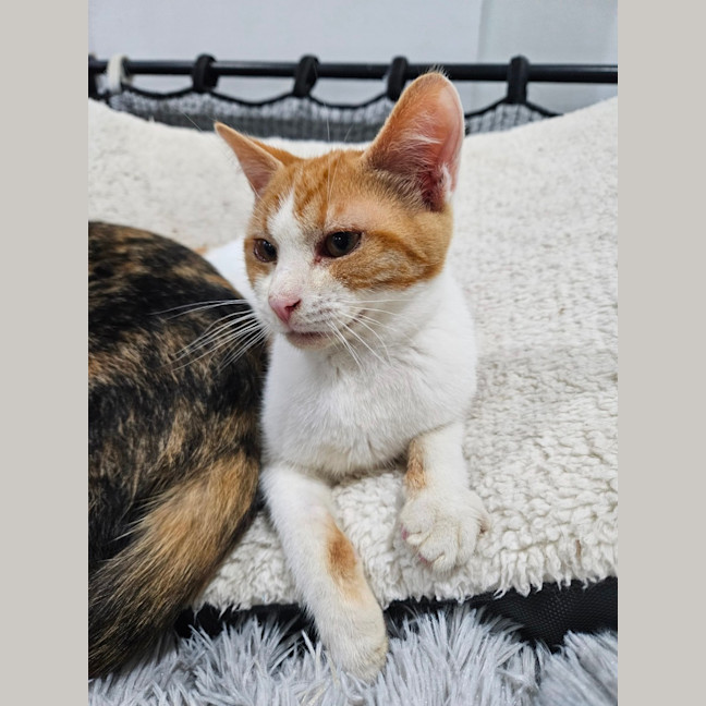 Photo of Ollie