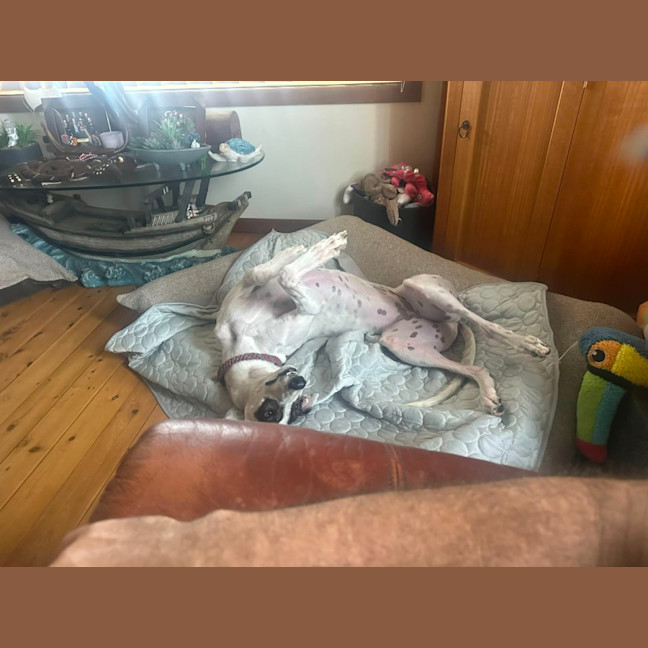 Photo of Dixie, The Greyhound