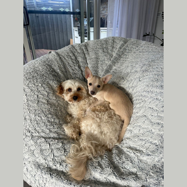Photo of Pepper 