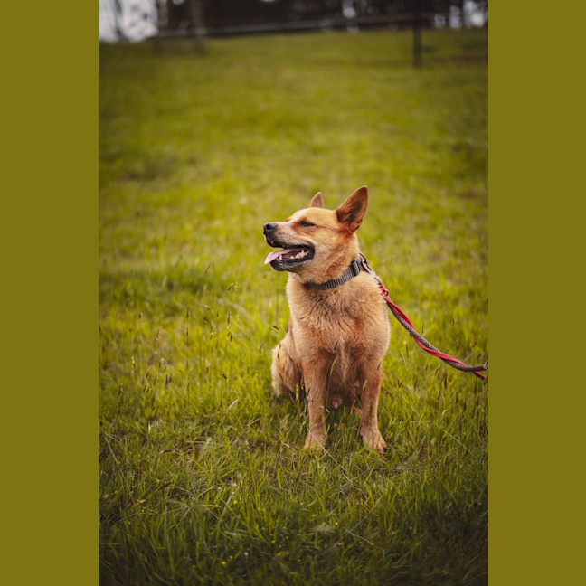 Photo of Cooper