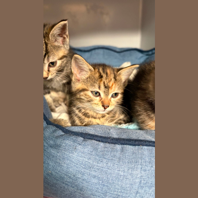 Photo of Nutmeg