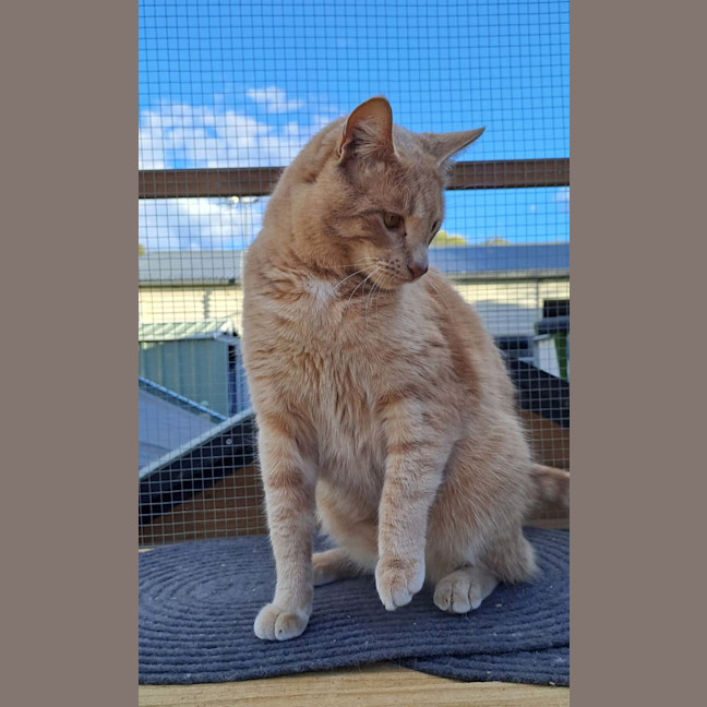 Photo of Archie