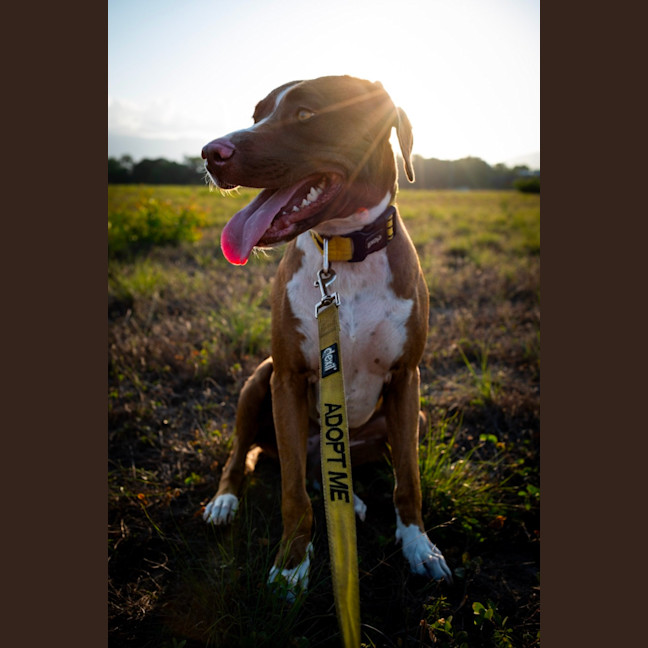 Photo of Luna