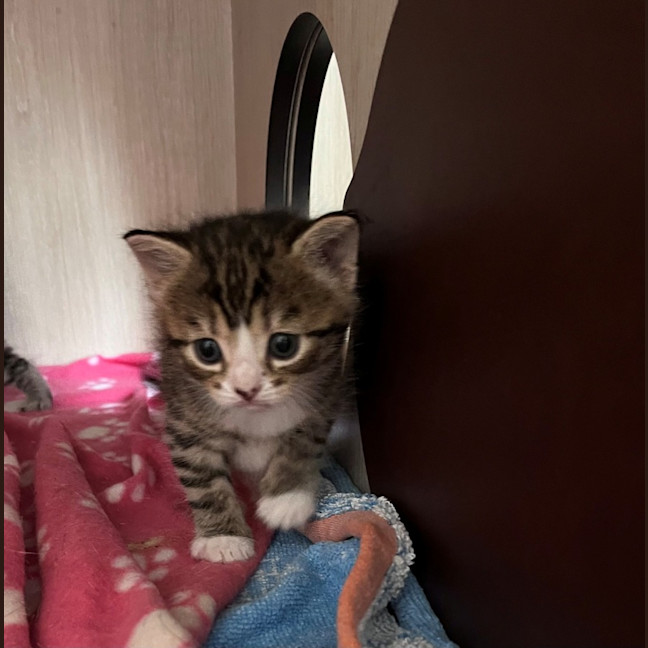 Photo of C1414 Pumpkin