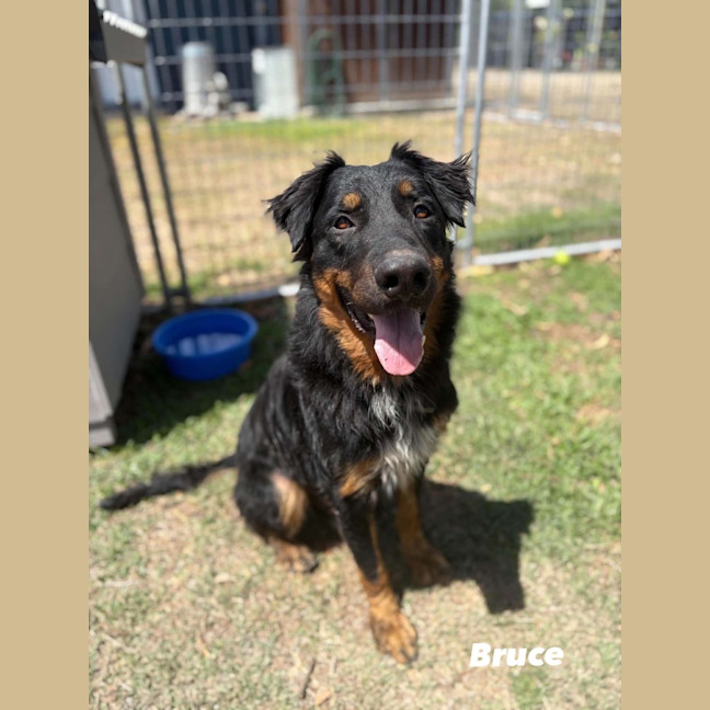 Photo of Bruce