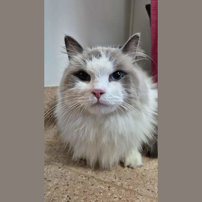 Photo of Milo