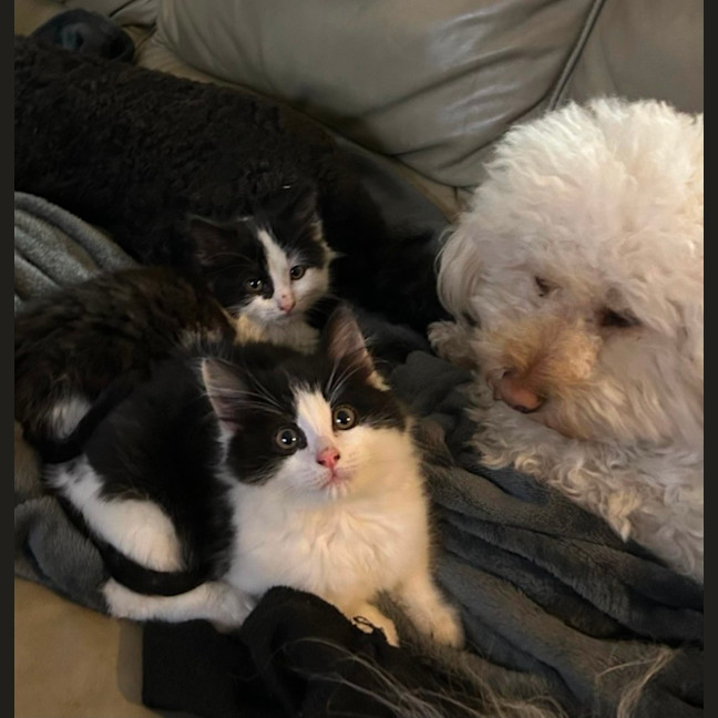 Photo of Berlioz   11 Week Old Domestic Long Hair