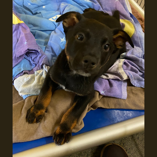 Photo of Hugo