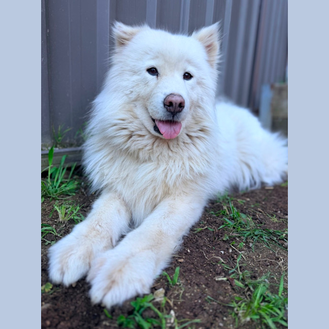 Photo of Luna