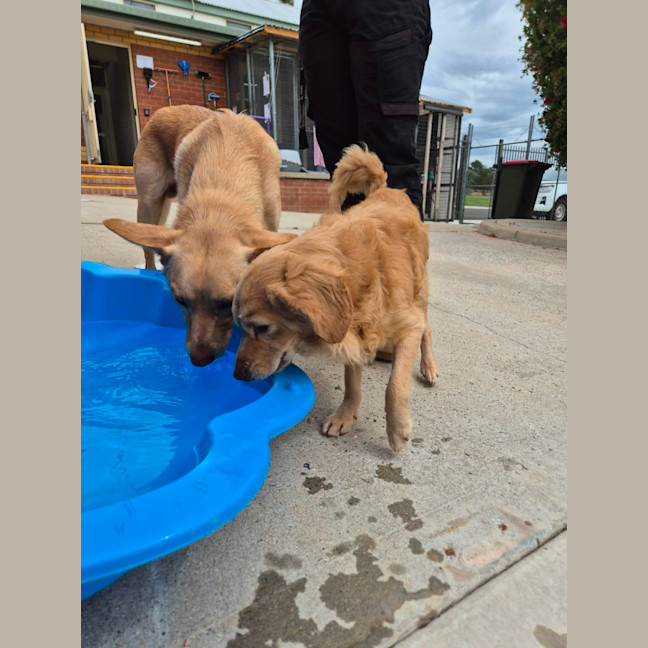 Photo of Trooper! 🦺