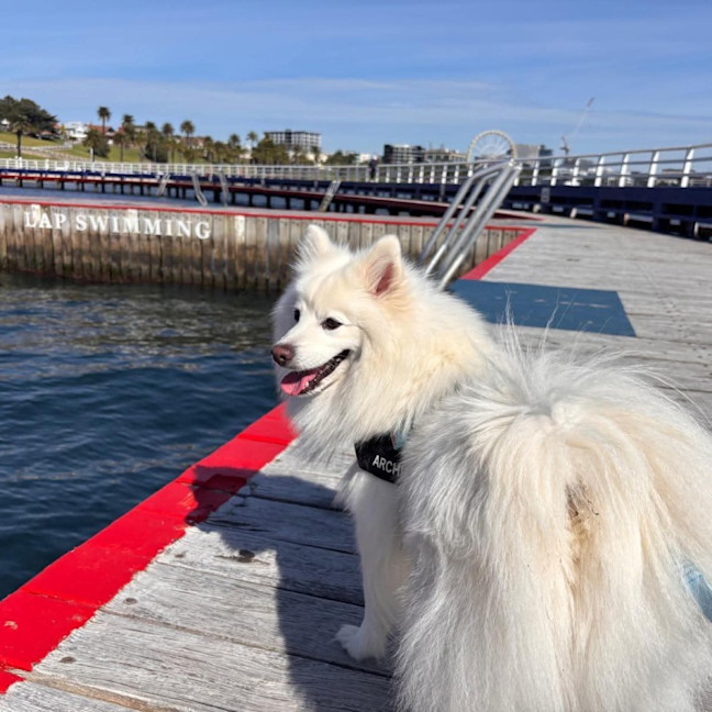 Photo of Archie