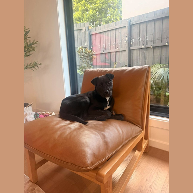 Photo of Bindi