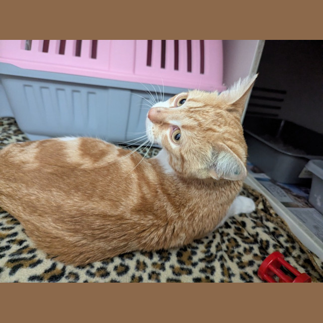 Photo of Missy Elliot