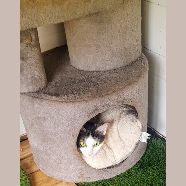 Photo of June   Now At Pet Quarters Broadmeadow 