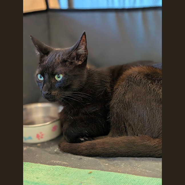 Photo of Xenon