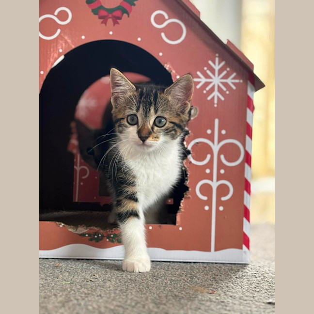 Photo of Missy Meet Me@Petstock Carrum Downs Store