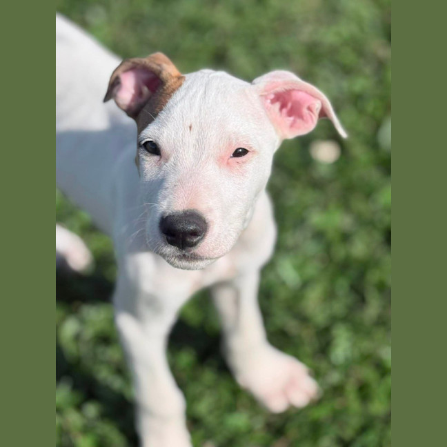 Photo of Petey