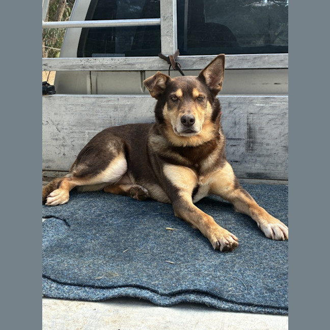 Photo of Digger
